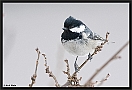 Zwarte Mees, Coal Tit, Periparus ater Location: Ellmau, Austria zwarte mees MG 5545 kopie